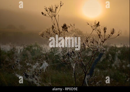 Nahaufnahme der Saiten einer spinnen Web mit Tropfen Tau. Siluete Grasse und sunchine im Nebel. Tropfen auf der Linie gegen die Sonne. Stockfoto