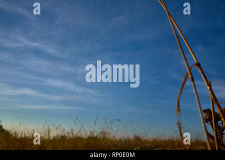 Trockenes Gras und Spinnennetz mit Tautropfen, Makro. Belarus. Swislotsch Stockfoto