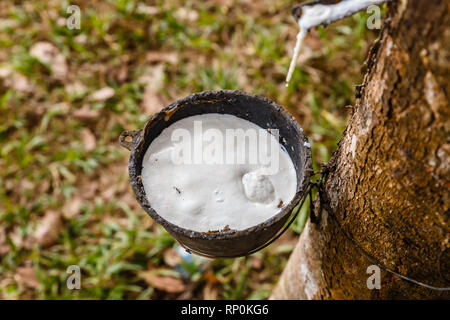 Rubber Tapping, Schüssel für das Sammeln von latex aus einem Gummibaum, Laos Stockfoto