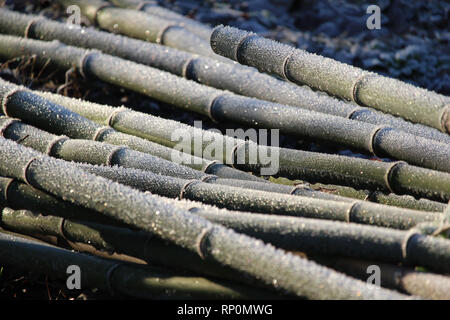 Frosted mehreren Stämmen der Bambuspflanze, beleuchtet, die durch die frühe Morgensonne im Winter. Natürliche organische Hintergrund. Stockfoto