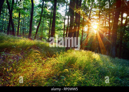 Die helle Sonnenstrahlen durch Äste der Bäume, Waldlandschaft Stockfoto