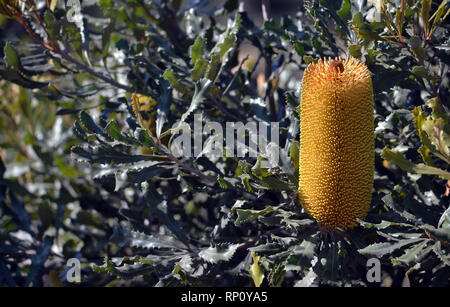 Große gelbe Blume spike der australischen Ureinwohner Golden Stiel Banksia Banksia, Medien, Familie der Proteaceae. Endemisch in Western Australia. Stockfoto