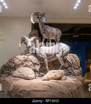 Desert Bighorn Schafe Anzeige in der Furnace Creek Visitor Centre, Furnace Creek, Kalifornien, USA. Stockfoto