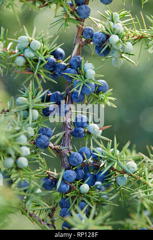 Nahaufnahme der Wacholder wächst am Baum. Juniper Zweig mit blauen und grünen Beeren wachsen außerhalb. Stockfoto