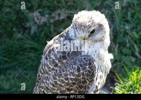 Portrait des Jugendlichen Gyrfalcon auch bekannt als Falco rusticolus Falco arcticus. Die größte Falcon, in den arktischen Regionen gefunden. Stockfoto