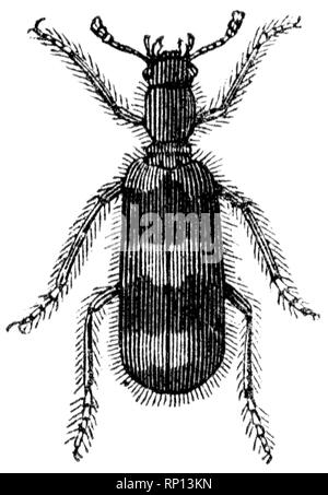 Holz graviert Illustration, von der "Schatzkammer der Natur" von Samuel Maunder, veröffentlicht 1848 Stockfoto