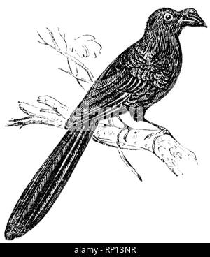 Holz graviert Illustration, von der "Schatzkammer der Natur" von Samuel Maunder, veröffentlicht 1848 Stockfoto