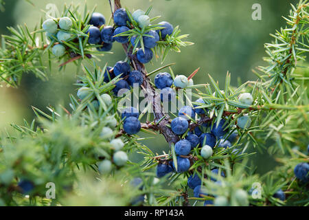 Nahaufnahme der Wacholder wächst am Baum. Juniper Zweig mit blauen und grünen Beeren wachsen außerhalb. Stockfoto