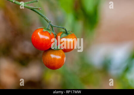 Drei kleine Zwerg Tomaten wachsen zusammen in einer Gruppe mit einer aus natürlichen Hintergrund Stockfoto