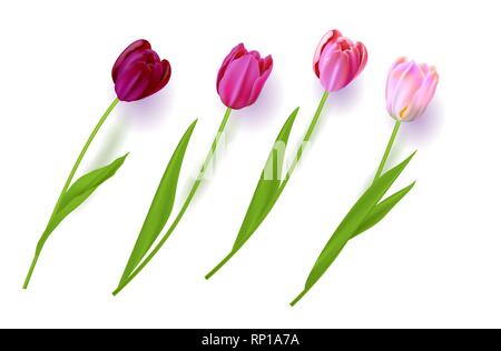 Realistische Vektor bunte Tulpen. Frühling Blumen Hintergrund. Blumenstrauß aus Tulpen isoliert. Stock Vektor