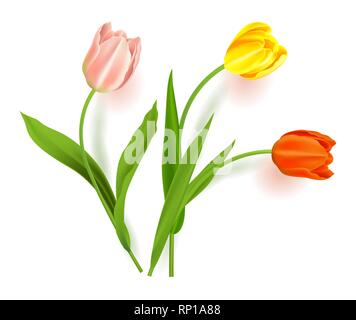 Realistische Vektor bunte Tulpen. Frühling Blumen Hintergrund. Blumenstrauß aus Tulpen isoliert. Stock Vektor