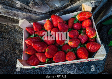 Erdbeeren frisch gepflückt und in einem rustikalen Holzkiste angezeigt Stockfoto