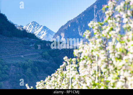 Blühende Apfelgärten mit xenodochio von Tirano auf Hintergrund, Villa di Tirano, Sondrio, Valtellina, Lombardei, Italien Stockfoto