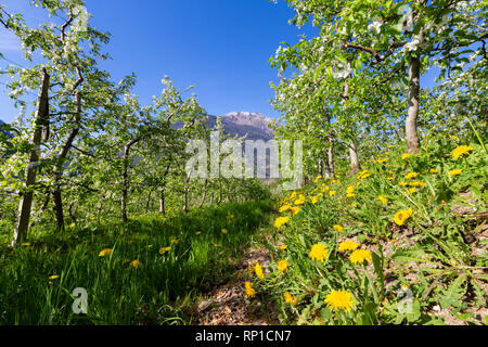 Blühende Apfelplantagen, Villa di Tirano, Provinz von Sondrio, Valtellina, Lombardei, Italien Stockfoto