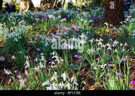 Schneeglöckchen Galanthus nivalis und Cyclamen Blumen in einem Englischen Garten im späten Winter, Dorset, Großbritannien Stockfoto