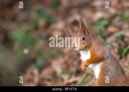 Angewinkelte, Vorderansicht, dicht oben mit niedlichem, wildem britischem Rothörnchen (Sciurus vulgaris), aufrecht stehend isoliert auf dem Waldboden bei Sonnenschein, UK-Wald. Stockfoto