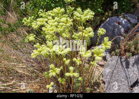 Petrosedum sediforme, Pale Stonecrop in Flower Stockfoto