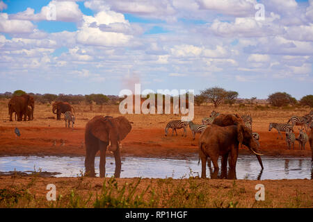 Anzeigen einer Familie von Elefanten und Zebras. Wasser Teich im Tsavo Nationalpark in Kenia, Afrika. Blauer Himmel mit Wolken und rotem Sand. Stockfoto