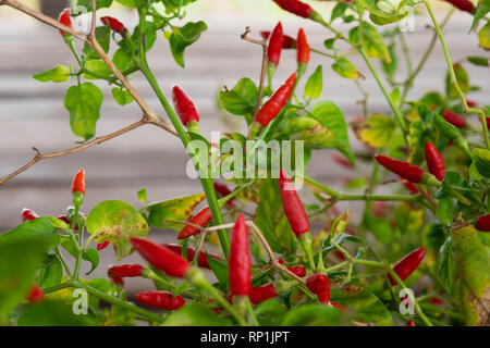 Capsicum annuum oder Chili Padi bei Raw ist Dunkelgrün. Wenn gekocht wird, schaltet sie sich nach und nach Rot und ist häufig in vielen thailändischen Gerichte verwendet. Stockfoto