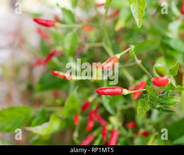 Close up rot Guinea - Pfeffer und grünes Blatt mit blurrd Hintergrund. Stockfoto