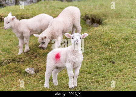 Ein süßes kleines Lamm steht in einem Feld auf einem Hügel im Frühling. Zwei weitere Lämmer sind im Hintergrund. Stockfoto