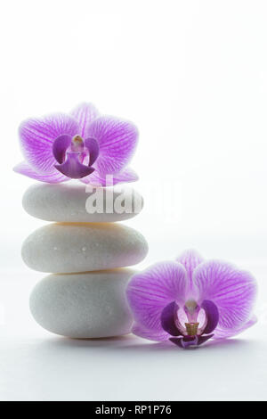 Zwei purple orchid Blossoms - eine auf drei weiße roundstones und die anderen vor ihm - Weißer Hintergrund Stockfoto