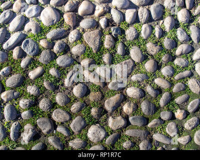 Echten Kieselsteinen Straße mit der Moss in den sonnigen Tag Hintergrund Textur Stockfoto