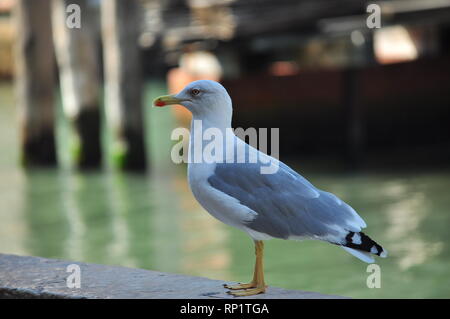 Schöne Möwe in Venedig sitzen auf einer Wand neben einem Kanal Stockfoto