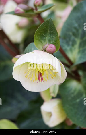 Helleborus 'Moondance' Blumen. Stockfoto