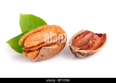 Ein Pecan mit Blättern auf weißem Hintergrund. Stockfoto