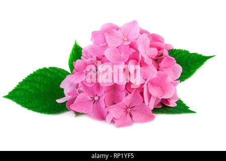 Pink Hydrangea Blüte mit grünen Blättern und Wassertropfen isoliert auf Weiss. Blüten hortensie Blumen in Nahaufnahme. Stockfoto