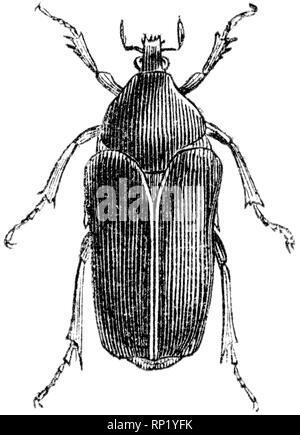 Holz graviert Illustration, von der "Schatzkammer der Natur" von Samuel Maunder, veröffentlicht 1848 Stockfoto