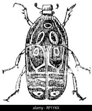 Holz graviert Illustration, von der "Schatzkammer der Natur" von Samuel Maunder, veröffentlicht 1848 Stockfoto