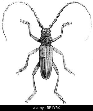 Holz graviert Illustration, von der "Schatzkammer der Natur" von Samuel Maunder, veröffentlicht 1848 Stockfoto