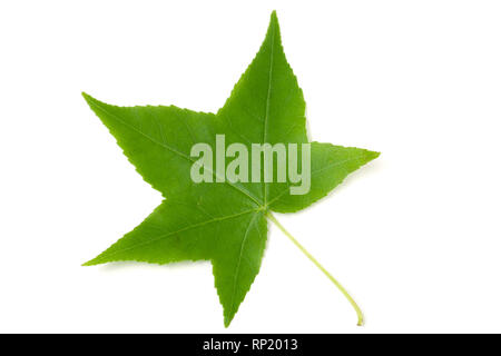 Grünes Blatt von Liquidambar styraciflua auf weißem Hintergrund. Stockfoto