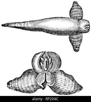 Holz graviert Illustration, von der "Schatzkammer der Natur" von Samuel Maunder, veröffentlicht 1848 Stockfoto