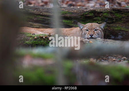 Männliche Eurasischen Luchs (Lynx lynx), Estland, Europa Stockfoto