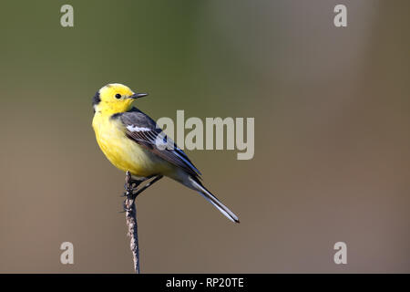 Erwachsene männliche Citrin Bachstelze (Motacilla citreola), Europa Stockfoto