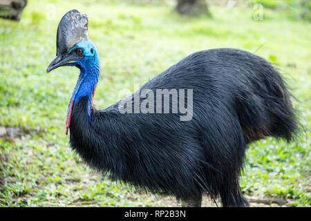 Southern Cassowary auf seram Insel Maluku Archipel, Indonesien Stockfoto