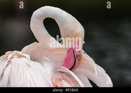 Rosa Flamingo mit Blick auf die Seite mit dem Schnabel in Federn Stockfoto