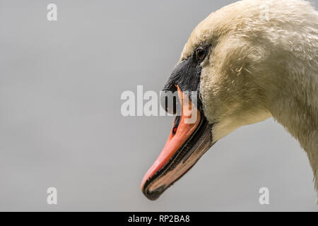 White Swan - Nahaufnahme der Schwäne Gesicht mit einem klaren grauen Hintergrund. Stockfoto