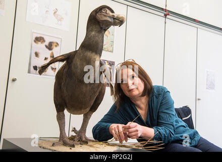 Frankfurt am Main, Deutschland. 20 Feb, 2019. Hildegard Enting, ein Zoologischer Präparator, sitzt in der Werkstatt des Senckenberg Museum neben dem Wohnzimmer Rekonstruktion eines Dodo, dass sie erstellt. Der Dodo, auch Dronte genannt, war ein flugunfähiger Vogel, die sich ausschließlich auf Mauritius lebte und seit 1700 als ausgestorben betrachtet wurden. Foto: Boris Roessler/dpa Quelle: dpa Picture alliance/Alamy leben Nachrichten Stockfoto