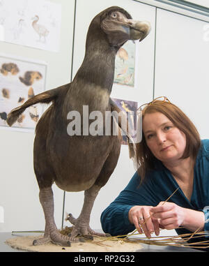 Frankfurt am Main, Deutschland. 20 Feb, 2019. Hildegard Enting, ein Zoologischer Präparator, sitzt in der Werkstatt des Senckenberg Museum neben dem Wohnzimmer Rekonstruktion eines Dodo, dass sie erstellt. Der Dodo, auch Dronte genannt, war ein flugunfähiger Vogel, die sich ausschließlich auf Mauritius lebte und seit 1700 als ausgestorben betrachtet wurden. Foto: Boris Roessler/dpa Quelle: dpa Picture alliance/Alamy leben Nachrichten Stockfoto