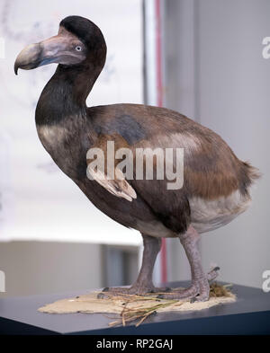 Frankfurt am Main, Deutschland. 20 Feb, 2019. Die naturgetreue Rekonstruktion der Dodo ist in der Werkstatt des Senckenberg Museum gezeigt. Der Dodo, auch Dronte genannt, war ein flugunfähiger Vogel, die sich ausschließlich auf Mauritius gelebt und ist bereits seit dem Jahr 1700 als ausgestorben betrachtet. Foto: Boris Roessler/dpa Quelle: dpa Picture alliance/Alamy leben Nachrichten Stockfoto