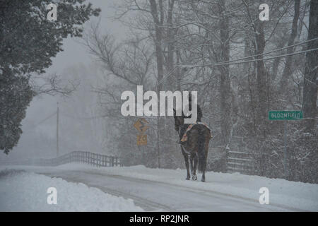 Bloomfield, Loudoun County, Virginia, USA. 20. Feb 2019. Der Schulen, der lokalen Regierung geschlossen, wie Sturm stört Loudoun County, Virginia. Hier ein Reitzentrum macht ihren Weg nach unten Airmont Road in der Nähe des Dorfes Bloomfield, in Loudoun County, Virginia. (Foto von Douglas Graham/WLP) Credit: William Graham/Alamy leben Nachrichten Stockfoto