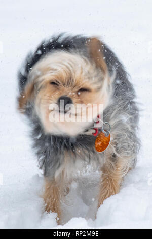 Wallingford, USA. 20 Feb, 2019. Ein Yorkshire Terrier/Jack Russel - Canis Lupus Familiaris - gemischte Rasse Hund spielt im Schnee im winter storm Petra Credit: Don Mennig/Alamy leben Nachrichten Stockfoto