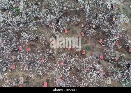 Hezhang. 20 Feb, 2019. Luftaufnahme auf Februar 20, 2019 zeigt Kirschblüten im Pingshan Township von Hezhang County, im Südwesten Chinas Provinz Guizhou. Credit: Yang Ying/Xinhua/Alamy leben Nachrichten Stockfoto