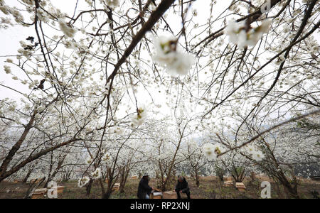 Hezhang Chinas Provinz Guizhou. 20 Feb, 2019. Die Landwirte erhalten bee Zucht unter blühenden Bäumen in fröhlichen Duijiang Dorf Pingshan County im Hezhang County, im Südwesten Chinas Provinz Guizhou, Feb 20, 2019. Credit: Han Xianpu/Xinhua/Alamy leben Nachrichten Stockfoto