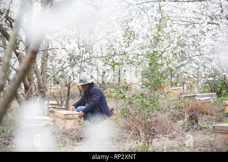 Hezhang Chinas Provinz Guizhou. 20 Feb, 2019. Ein Bauer prüft bee Zucht unter blühenden Bäumen in fröhlichen Duijiang Dorf Pingshan County im Hezhang County, im Südwesten Chinas Provinz Guizhou, Feb 20, 2019. Credit: Luo Dafu/Xinhua/Alamy leben Nachrichten Stockfoto