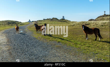 Welsh Ponys auf llanddwyn Island, Anglesey, North Wales, UK. Am 15. Februar 2019 berücksichtigt. Stockfoto